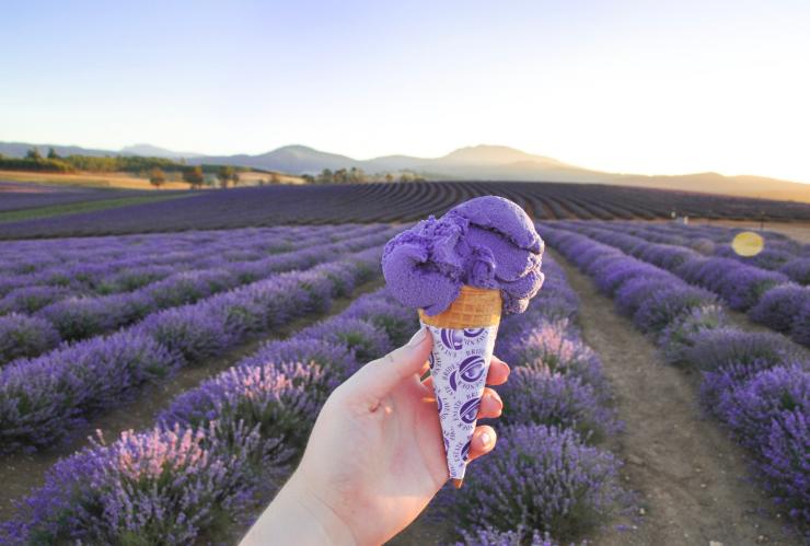 塔斯马尼亚州,飘丝薰衣草庄园