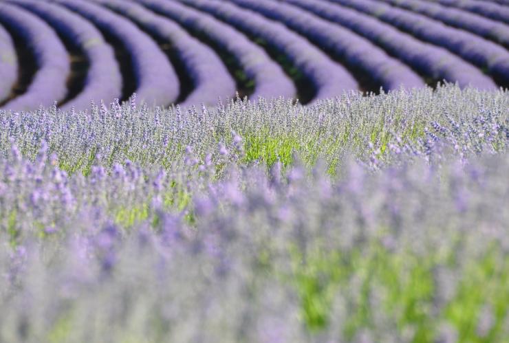 塔斯马尼亚州,飘丝薰衣草庄园