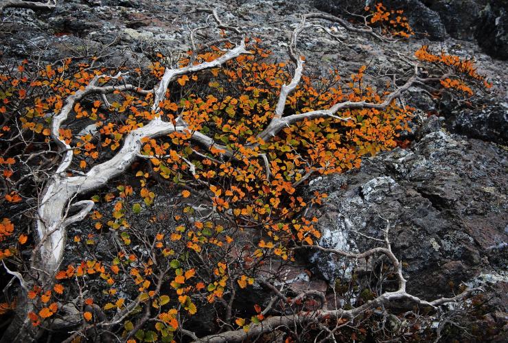 塔斯马尼亚州,西海岸山脉,默其森山